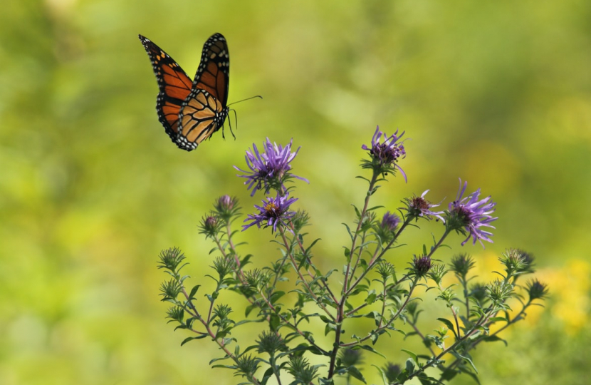 butterfly