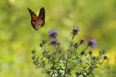 butterfly